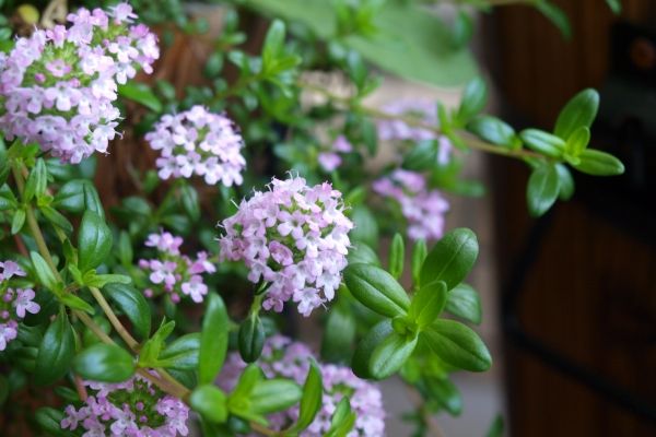 ハーブ寄せ植え：コモンタイム