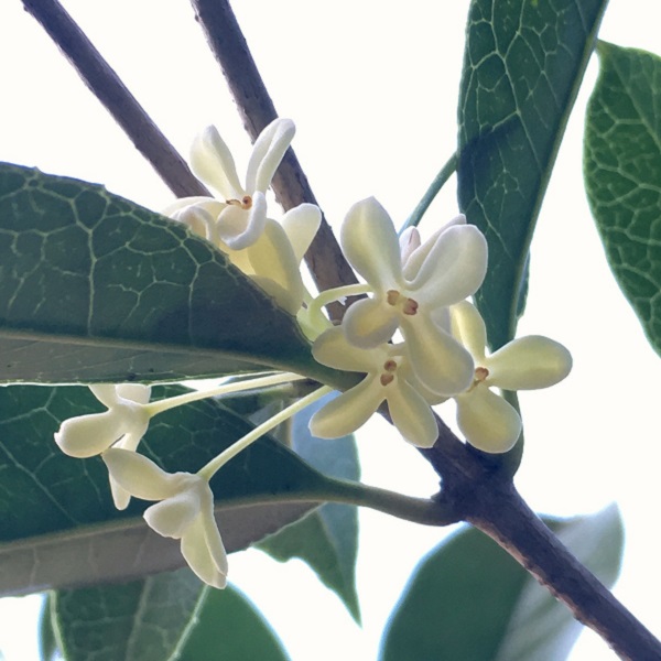 大きくならない常緑樹：ギンモクセイの花