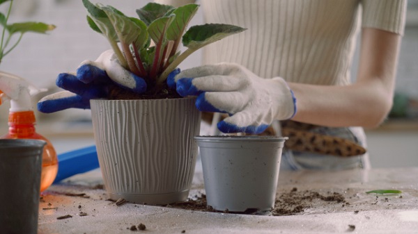3月の宿根草のお手入れ：株分けした植物を鉢へ植える