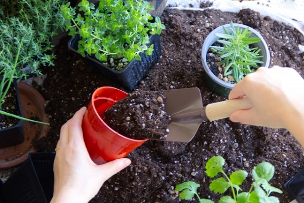 3月の宿根草のお手入れ：植え替え