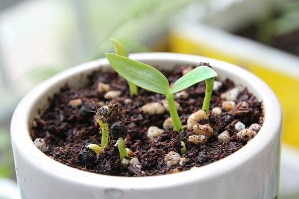 3月の宿根草のお手入れ：新芽が出た鉢植え