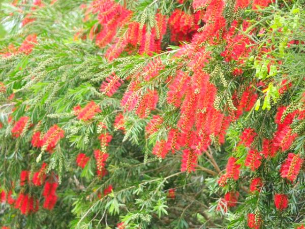 花が咲く生垣:ブラシノキ