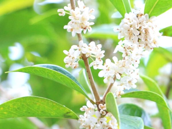 花が咲く生垣:ギンモクセイ