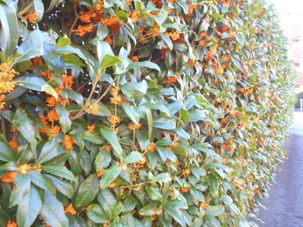 花が咲く生垣:キンモクセイ