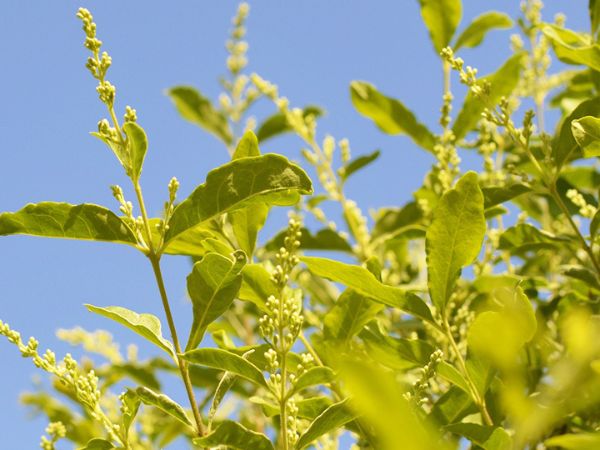 花が咲く生垣：プリペット