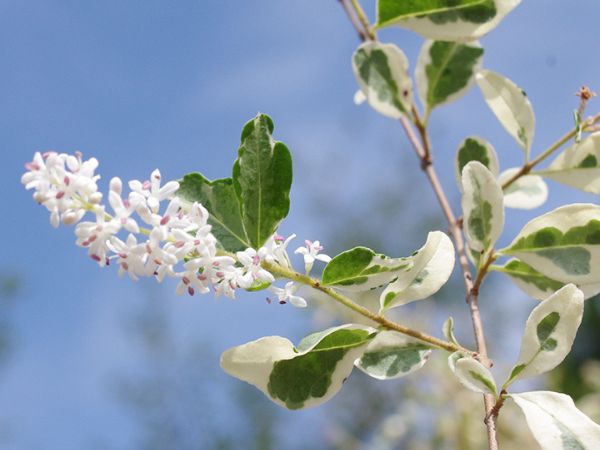 花が咲く生垣:プリペット