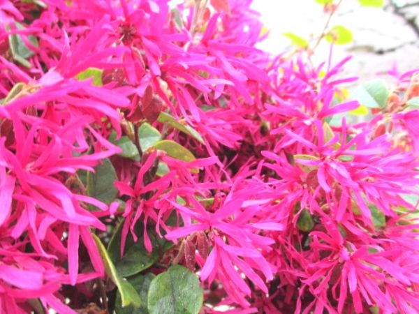 花が咲く生垣:トキワマンサク