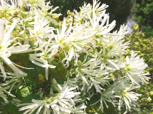 花が咲く生垣:トキワマンサク