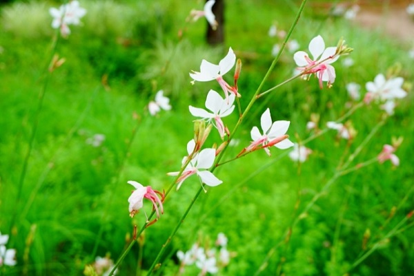 手間いらずな宿根草：蝶々のように見えるガウラの花