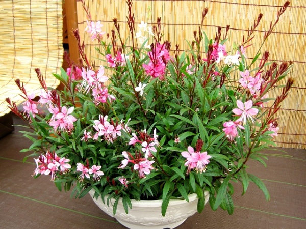手間いらずな宿根草：ガウラの鉢植え