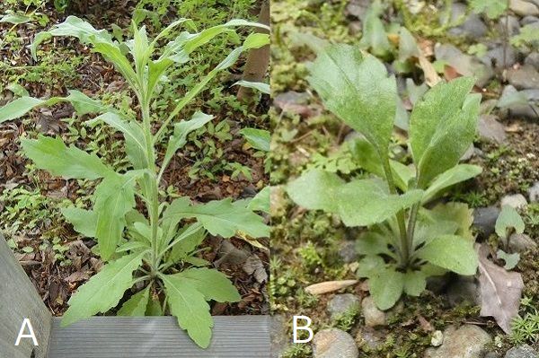 熱湯除草の効果について：オオアレノキクとハルジオン