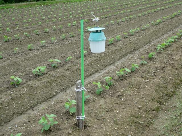 害虫駆除:カミキリムシ