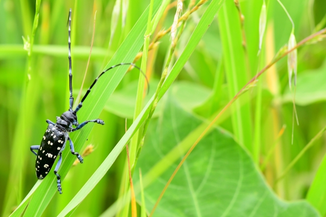害虫駆除:草むらに潜むカミキリムシ