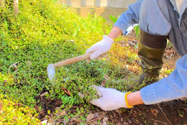 害虫駆除:お庭のお手入れ