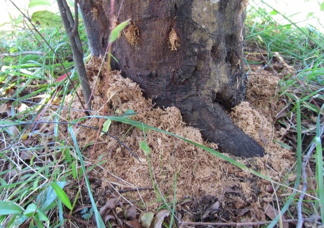 害虫駆除:カミキリムシによる木くずが発生