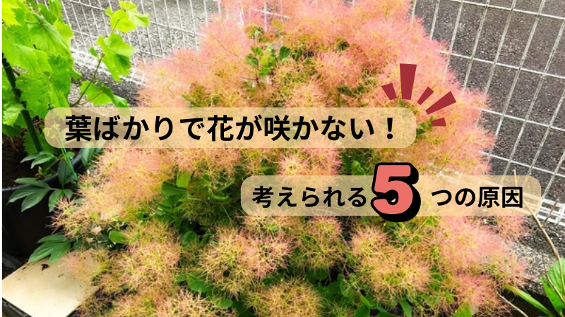 スモークツリー
