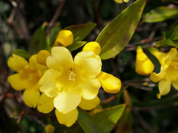 おすすめのつる植物④：カロライナジャスミン