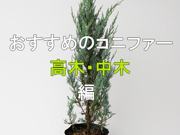 おすすめの高木・中木コニファー