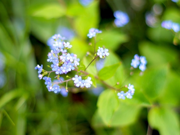お庭をランクアップさせるシルバーリーフ：春に小花を付けるブルンネラ