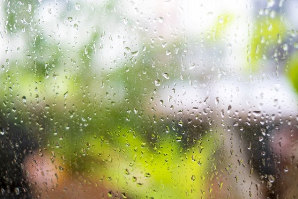 お庭をランクアップさせるシルバーリーフ：雨に弱いガザニア