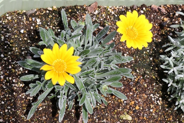 お庭をランクアップさせるシルバーリーフ：お花との対比や単独でも美しいガザニア