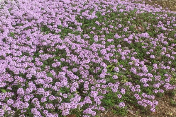 タイムでゴキブリ対策：玄関