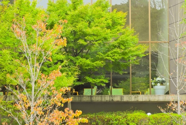 管理が楽な中高木:家周辺の素敵な植栽
