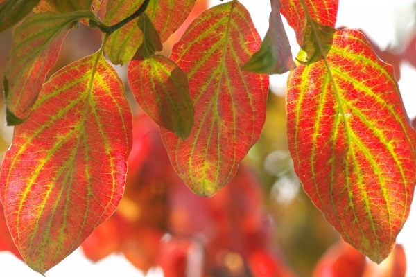 管理が楽な中高木:ハナミズキの紅葉