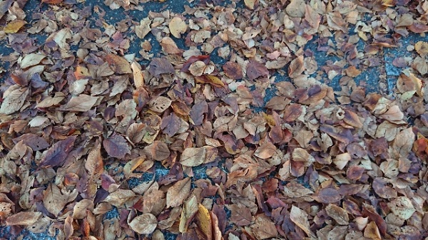 管理が楽な中高木:落葉時期が早まった桜の木の現状