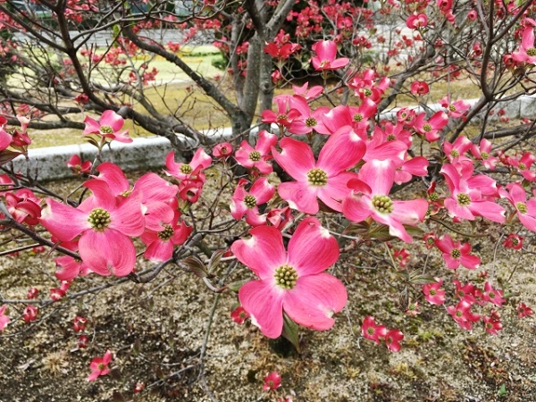 管理が楽な中高木:ハナミズキの花