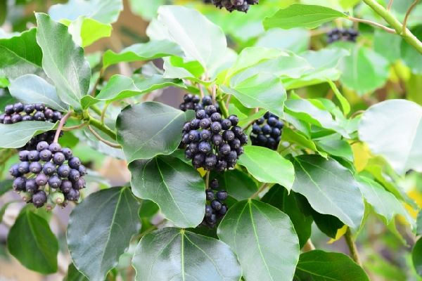 管理が楽な中高木:カクレミノの実