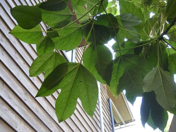 管理が楽な中高木:カクレミノの特徴
