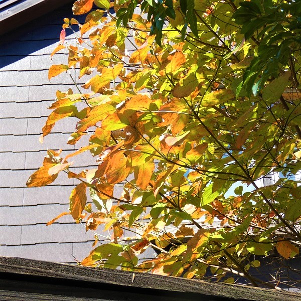管理が楽な中高木：ハナミズキの紅葉